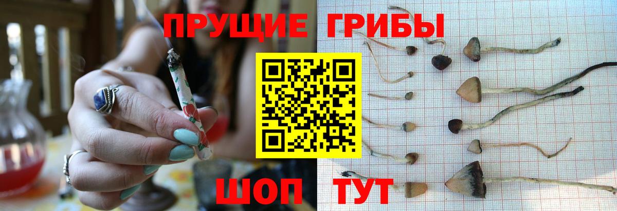 Псилоцибиновые грибы GOLDEN TEACHER  Вход с VPN  Миллерово 